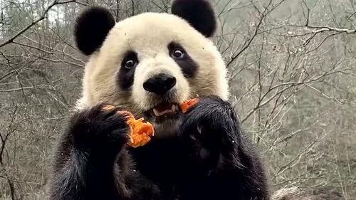 吃瓜熊猫动画视频下载免费,免费下载，欢乐无限  第3张