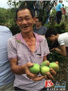 桑植新瓜最新爆料,揭秘瓜界新宠儿的神秘面纱  第3张